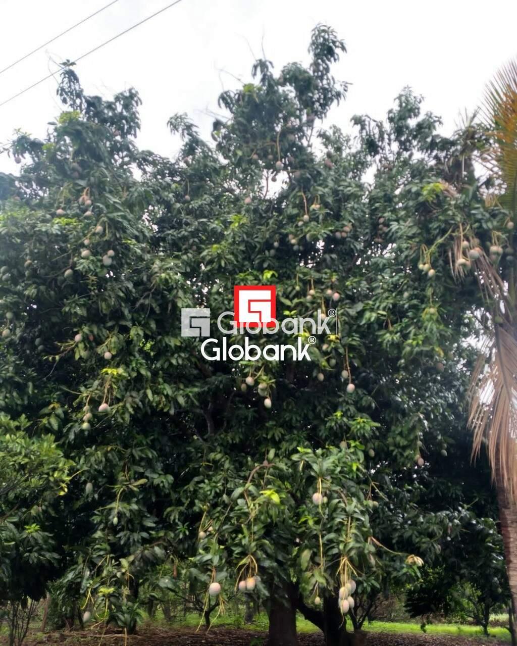 Chácara 4 quartos à venda Área Rural de Montes Claros 0m² Montes Claros MG: | Foto_migracao | 6