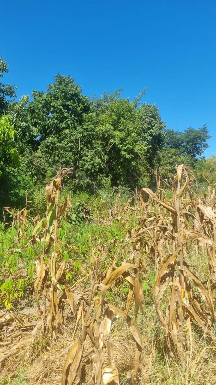 Fazenda à venda Zona Rural 8.200m² Januária MG: 
