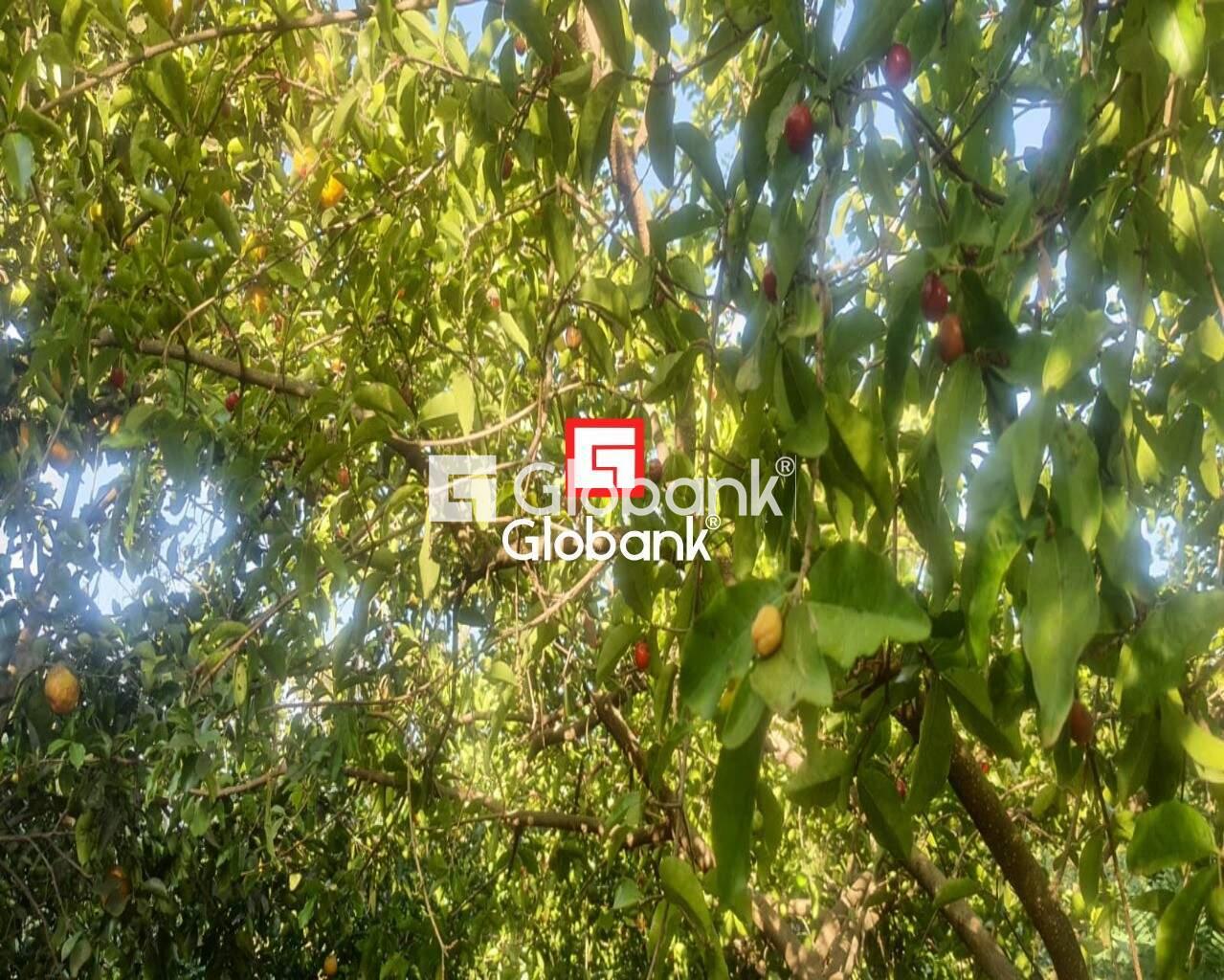 Chácara 2 quartos à venda Zona Rural Mandacarú 0m² Montes Claros MG: Foto 01 | Foto_migracao | 1