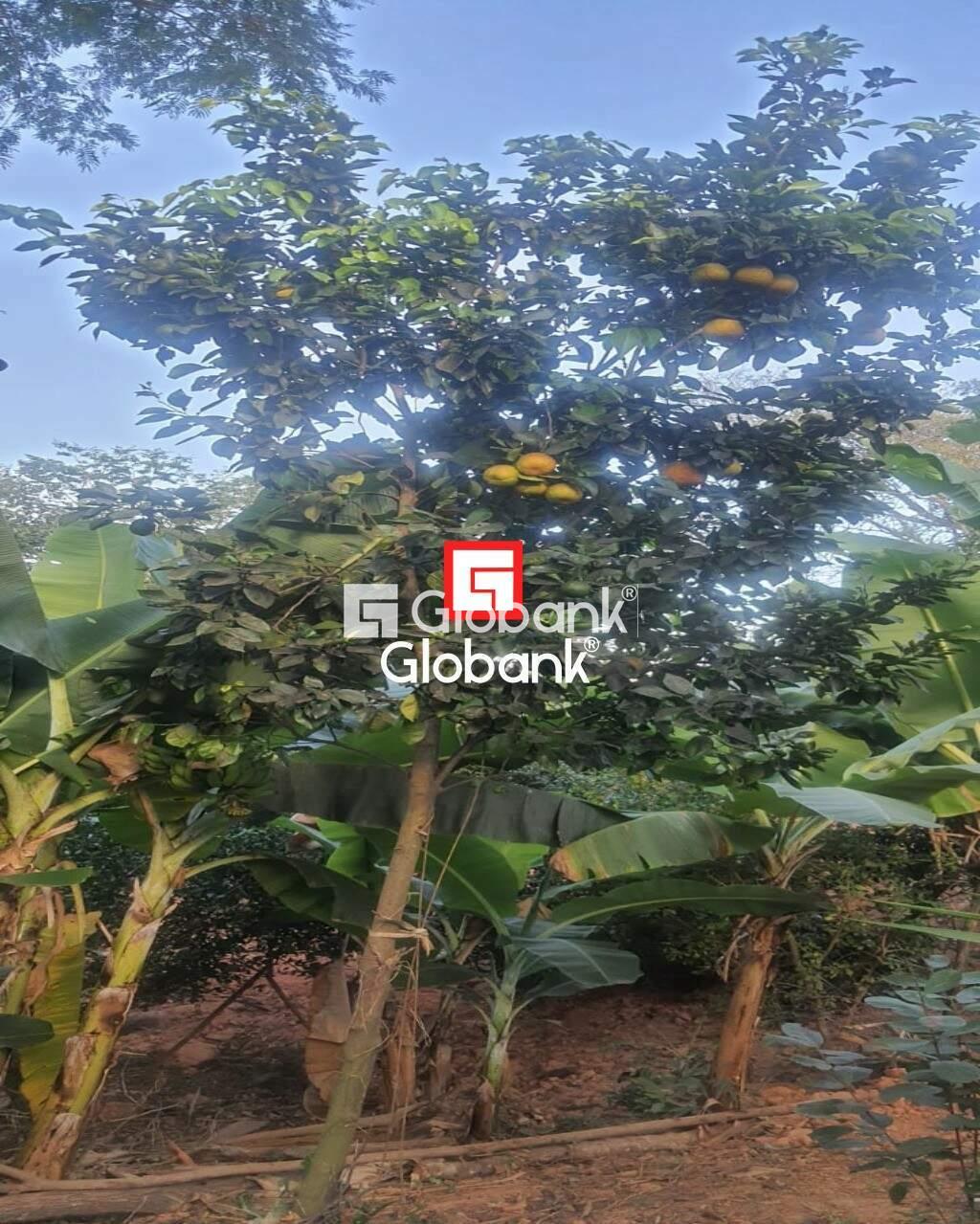 Chácara 2 quartos à venda Zona Rural Mandacarú 0m² Montes Claros MG: Foto 17 | Foto_migracao | 17