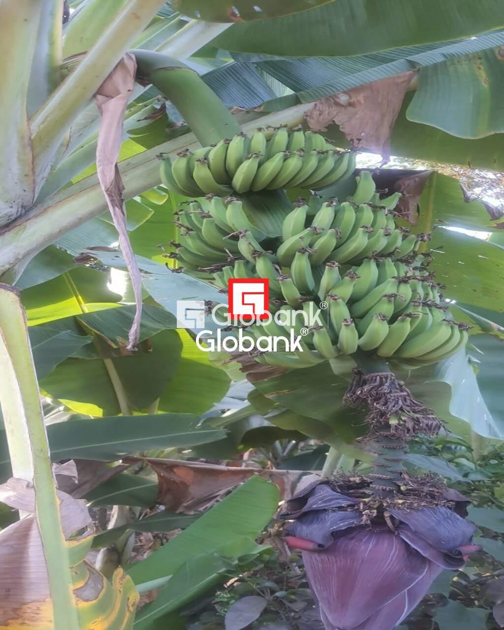 Chácara 2 quartos à venda Zona Rural Mandacarú 0m² Montes Claros MG: Foto 24 | Foto_migracao | 24