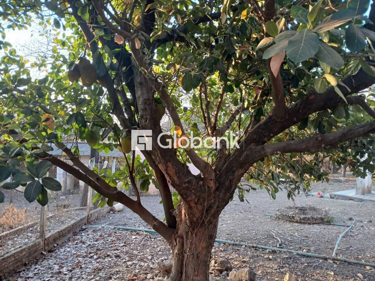 Sítio 6 quartos à venda Área Rural de Montes Claros 0m² Montes Claros MG: 