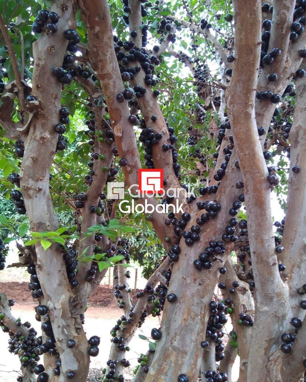 Chácara 2 quartos à venda Área Rural de Montes Claros 0m² Montes Claros MG: | Foto_migracao | 20