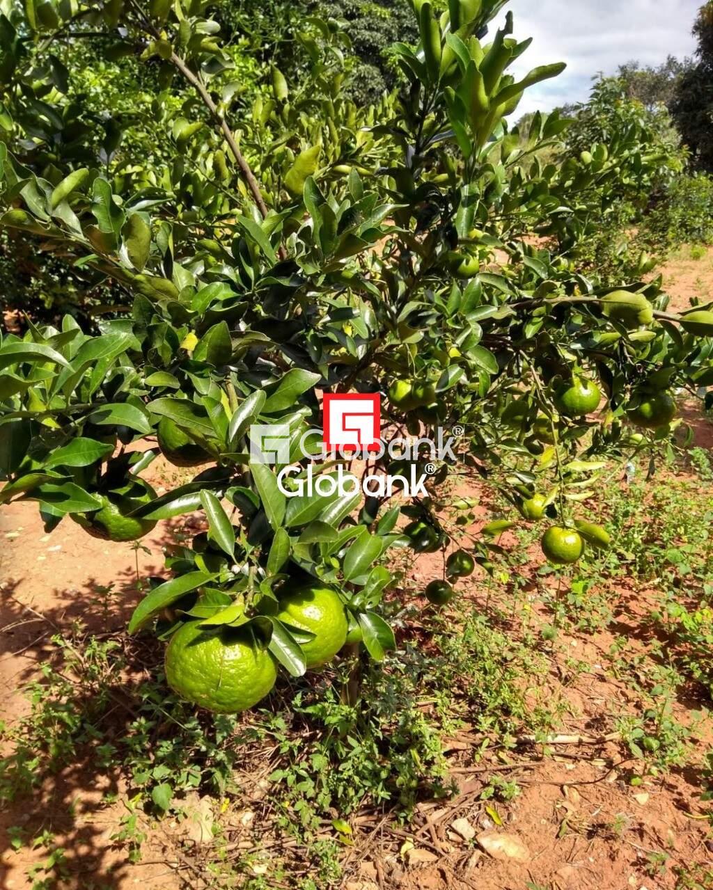 Chácara 2 quartos à venda Área Rural de Montes Claros 0m² Montes Claros MG: | Foto_migracao | 22