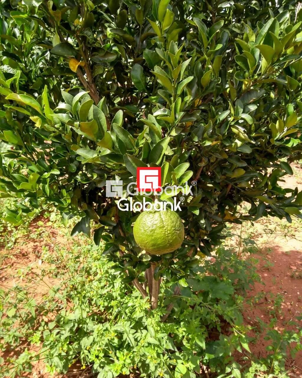 Chácara 2 quartos à venda Área Rural de Montes Claros 0m² Montes Claros MG: | Foto_migracao | 30