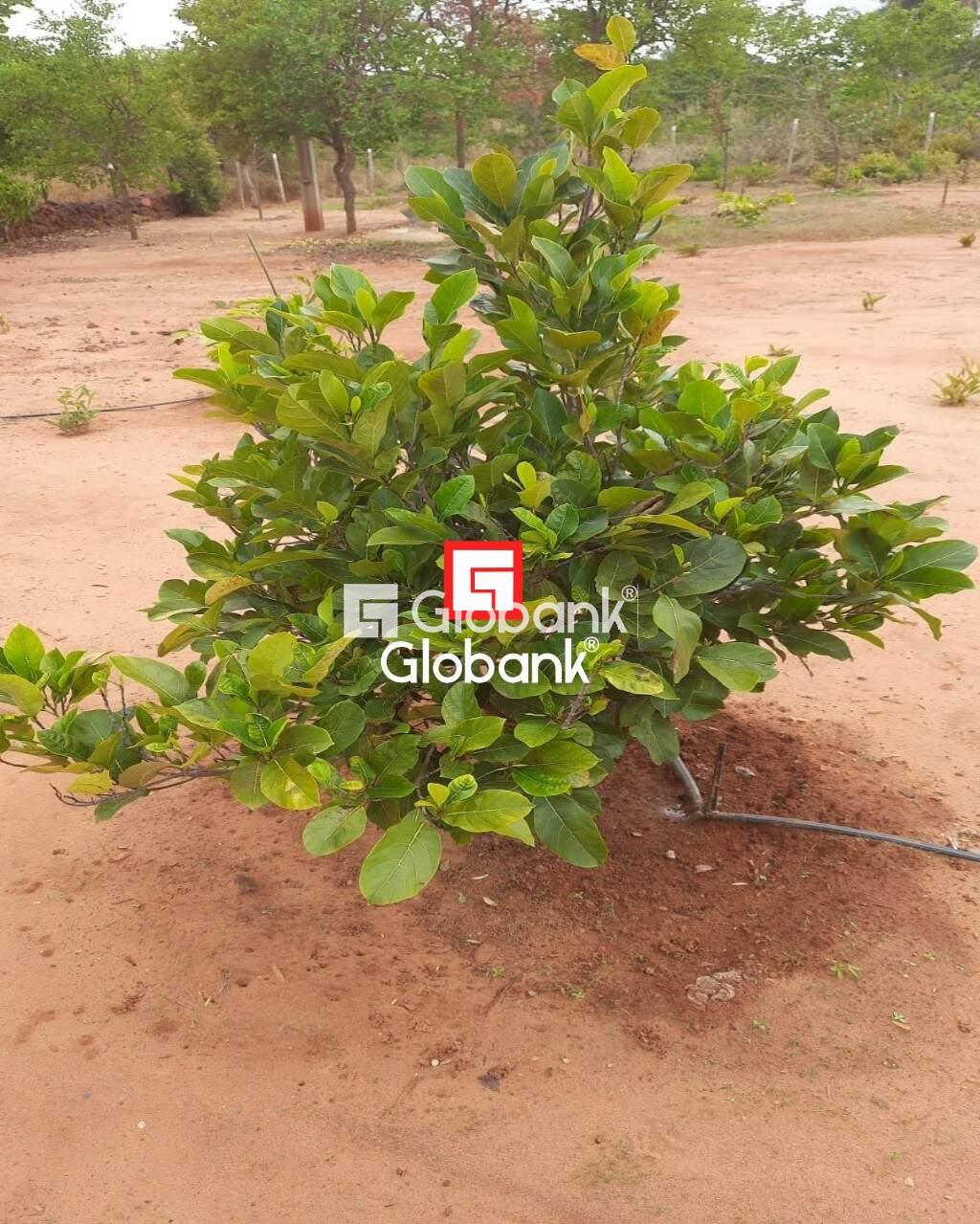 Chácara 2 quartos à venda Área Rural de Montes Claros 0m² Montes Claros MG: | Foto_migracao | 2