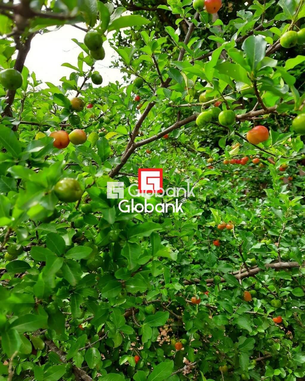 Chácara 2 quartos à venda Área Rural de Montes Claros 0m² Montes Claros MG: | Foto_migracao | 21