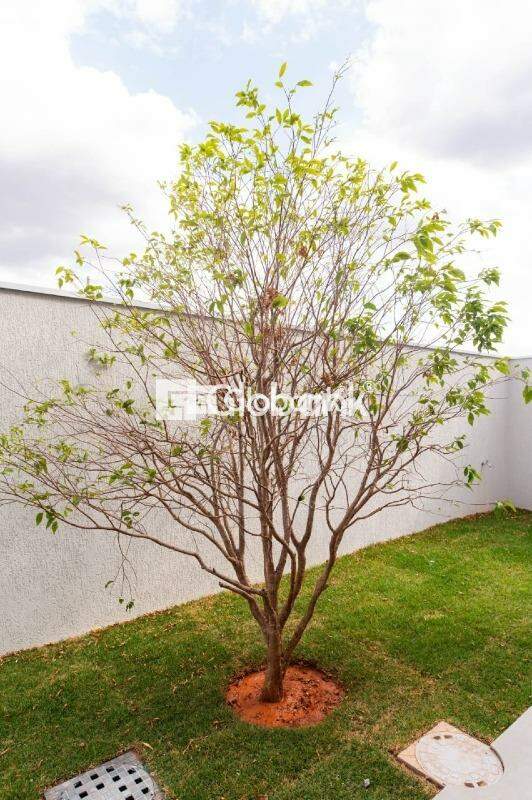 Casa 4 quartos à venda Residencial Terras Alphaville 300m² Montes Claros MG: