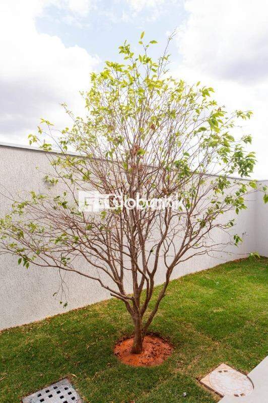 Casa 4 quartos à venda Residencial Terras Alphaville 300m² Montes Claros MG: 