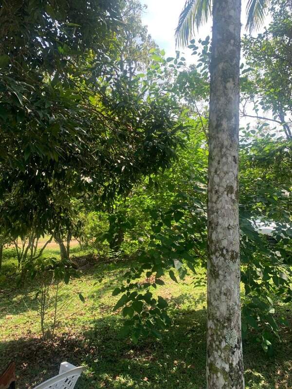 Sítio à venda no Limeira Alta: 