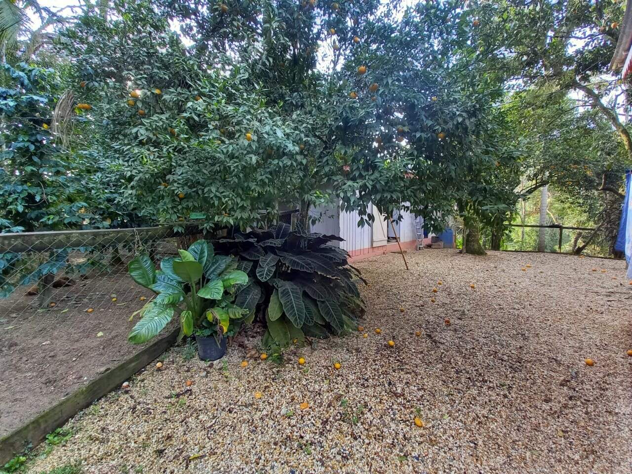 Chácara / Sítio à venda no Pedras Grandes: 