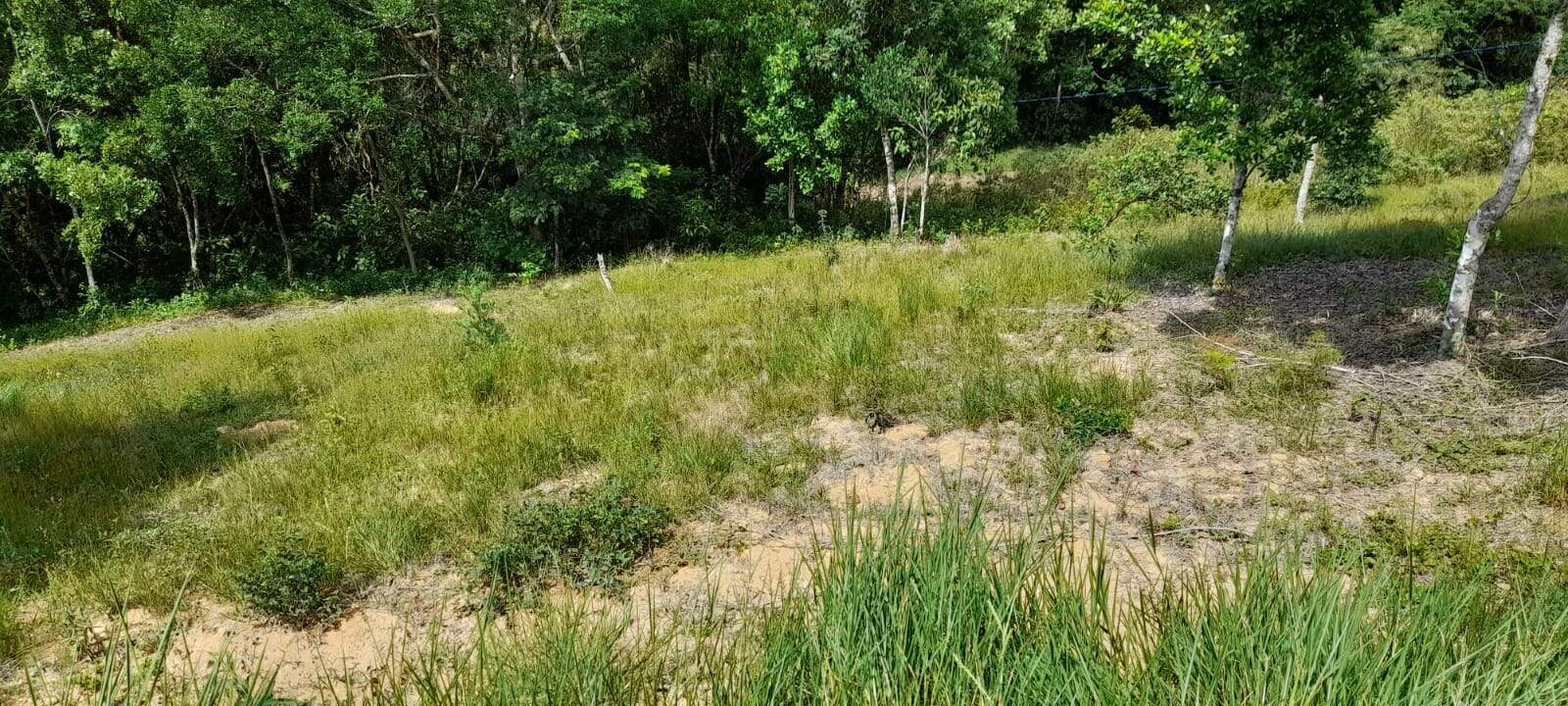 Lote/Terreno de 10000m² no bairro Não Informado, em Canelinha | Eu Corretor