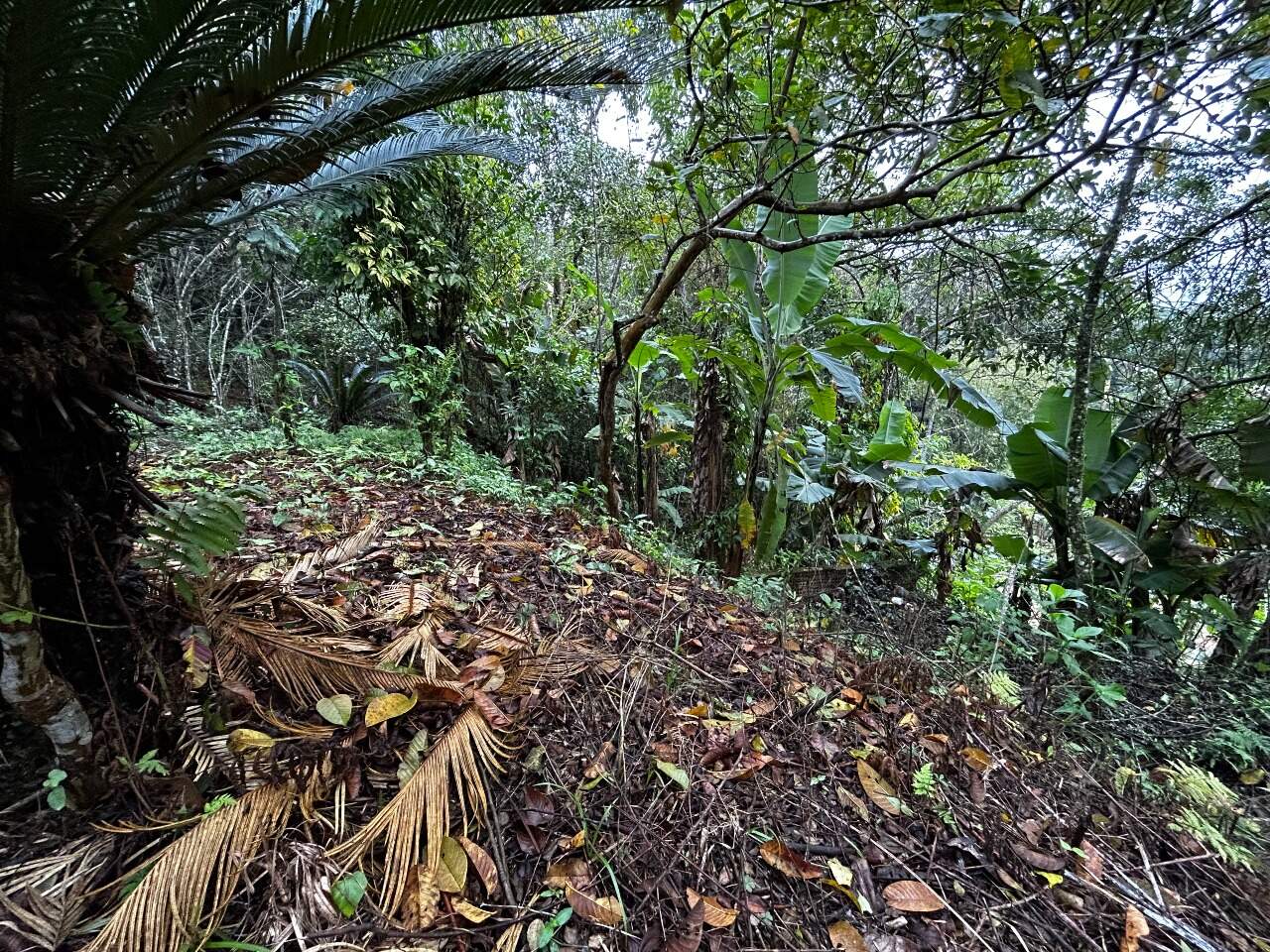 Terreno à venda no Zantão: 