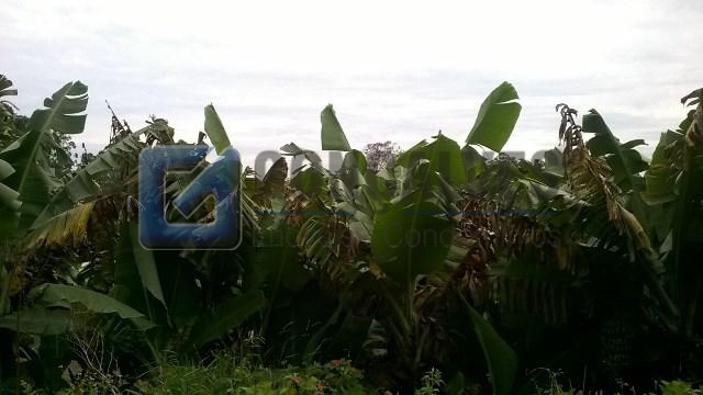 2243, Terreno, à venda, à venda, 11.000.000,00,Batistini, São Bernardo do Campo,: WP_20160128_004