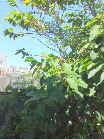 232, Casa, à venda, à venda, 2.500.000,00,Campestre, Santo André,4 quartos: F25673O