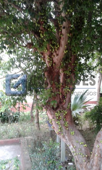 2413, Terreno, à venda, à venda, 1.272.000,00,Vila Camilópolis, Santo André,: 20161007_105634_resized_resized