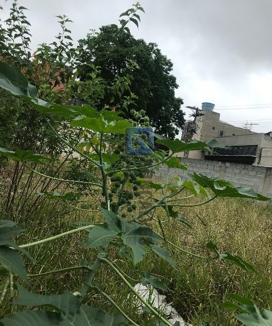 4238, Terreno, à venda, à venda, 1.700.000,00,Casa Branca, Santo André,: IMG-4191