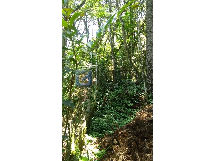 4403, Terreno, à venda, à venda, 250.000,00,JAGUARIBE, CAMPOS DO JORDAO,: WhatsApp Image 2022-02-16 at 11