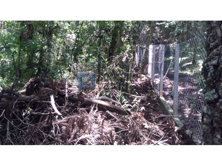 4403, Terreno, à venda, à venda, 250.000,00,JAGUARIBE, CAMPOS DO JORDAO,: WhatsApp Image 2022-02-16 at 11