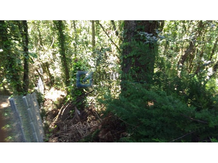 4403, Terreno, à venda, à venda, 250.000,00,JAGUARIBE, CAMPOS DO JORDAO,: WhatsApp Image 2022-02-16 at 11