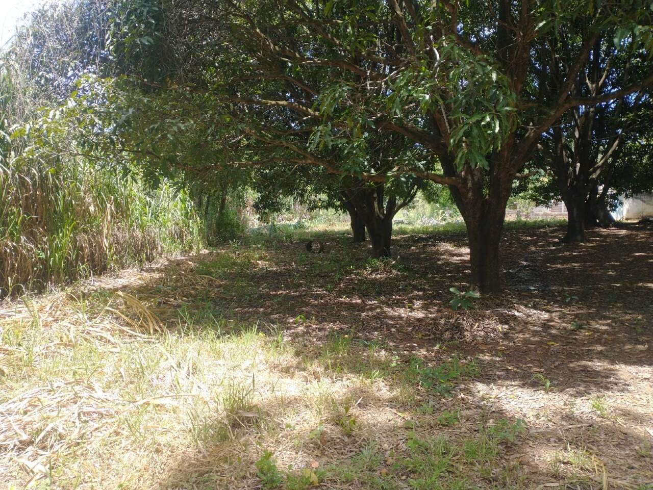 Terreno à venda no Quintas das Fazendinhas: 