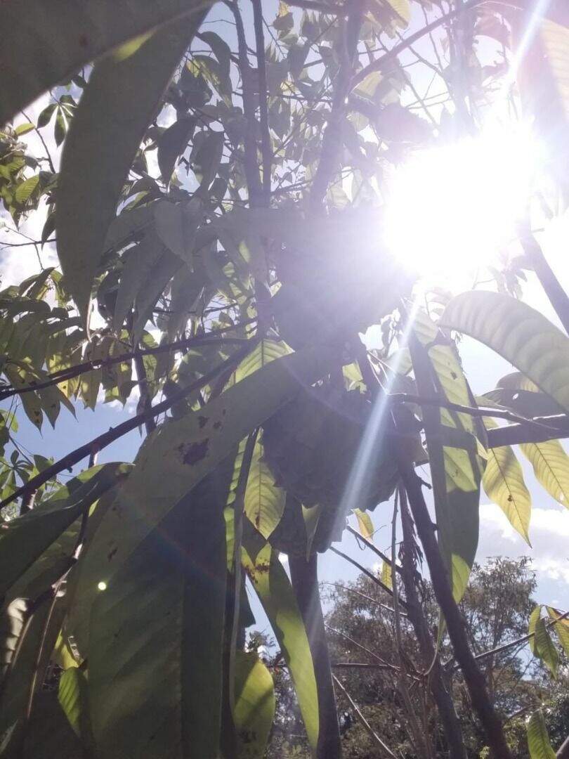 Fazenda à venda com 2 quartos, 10000m² - Foto 5