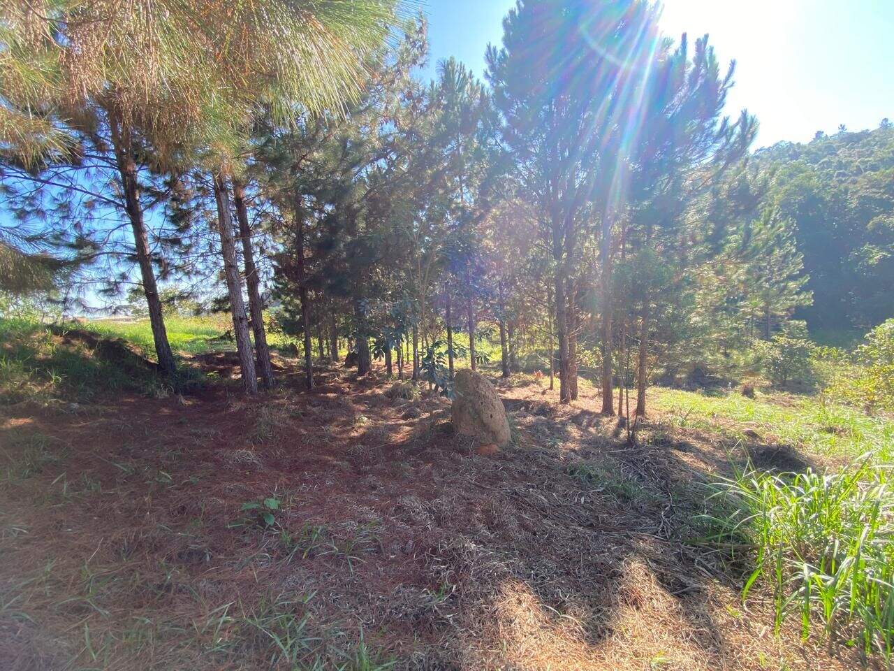 Terreno à venda no Ponte Alta: 