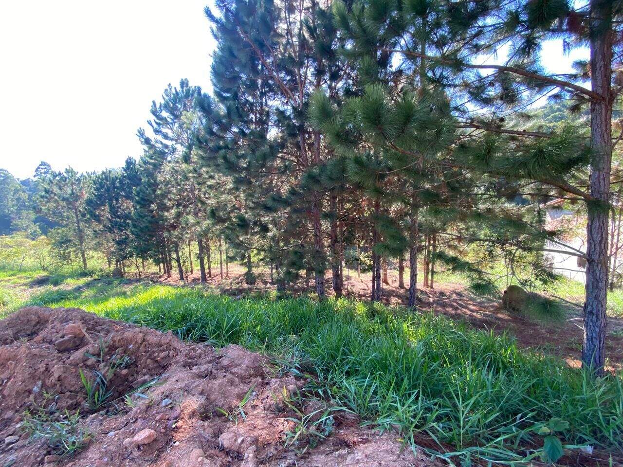Terreno à venda no Ponte Alta: 