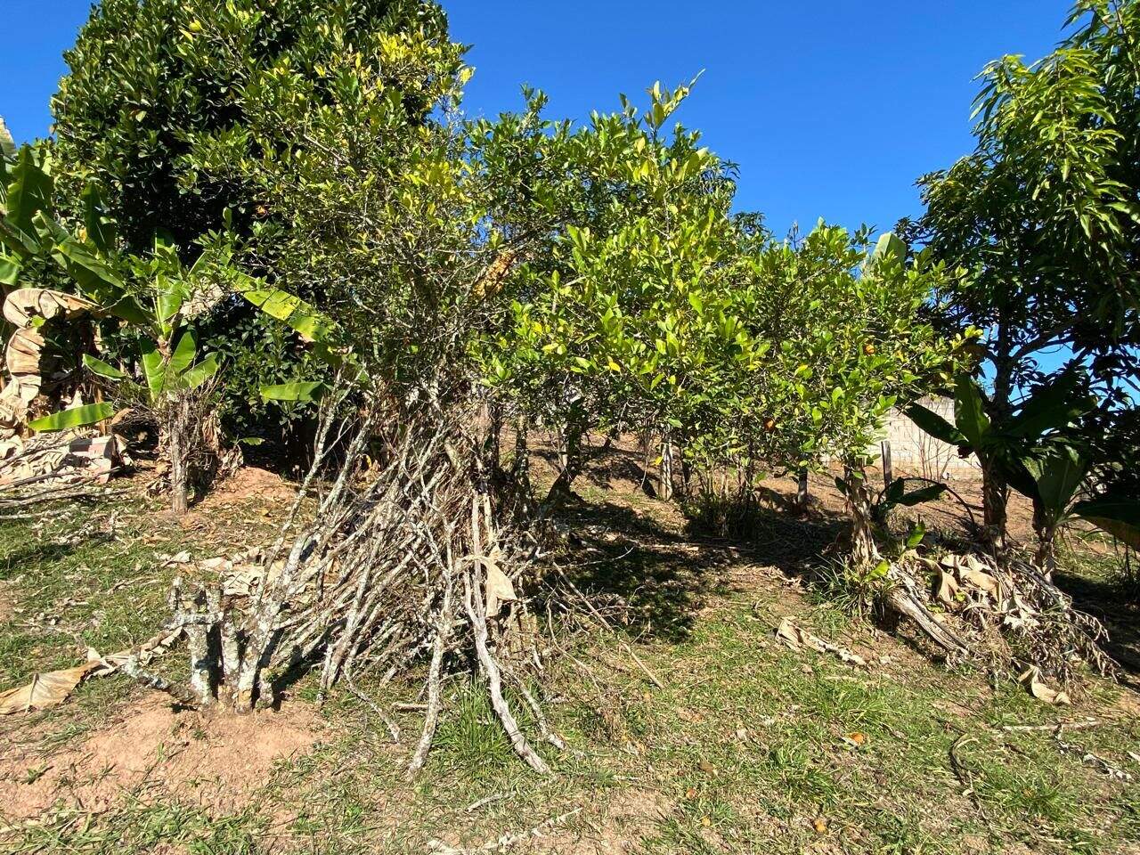 Terreno à venda no Centro: 