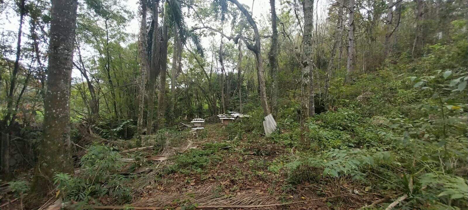 Terreno à venda no Paião: 