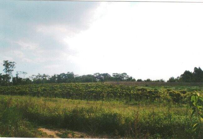 Terreno à venda no Taiacupeba: 