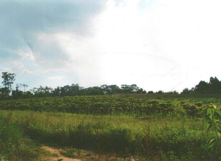 Terreno à venda no Taiacupeba: 