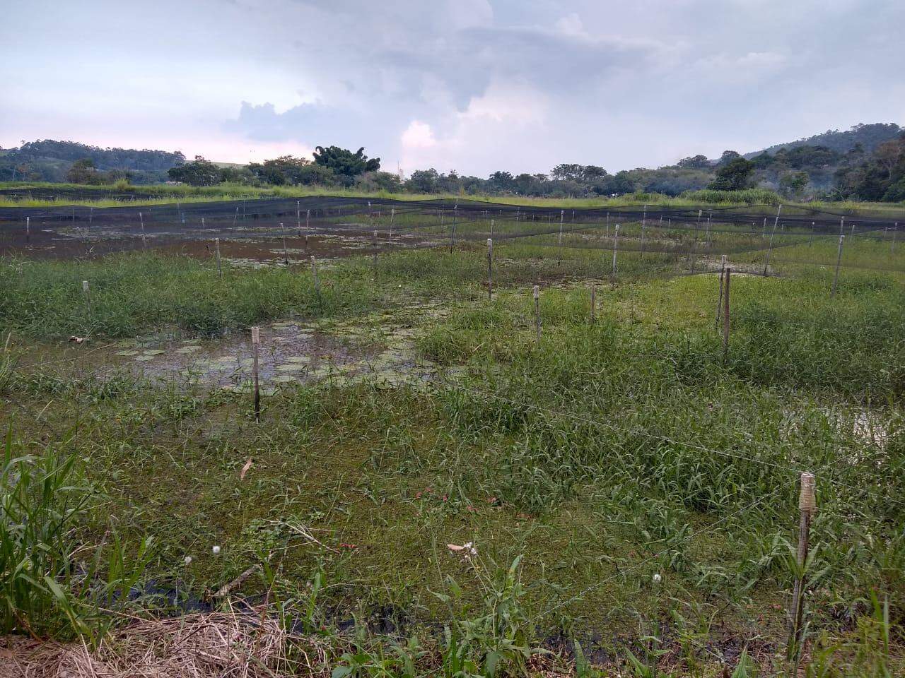Terreno à venda no Nogueira: 