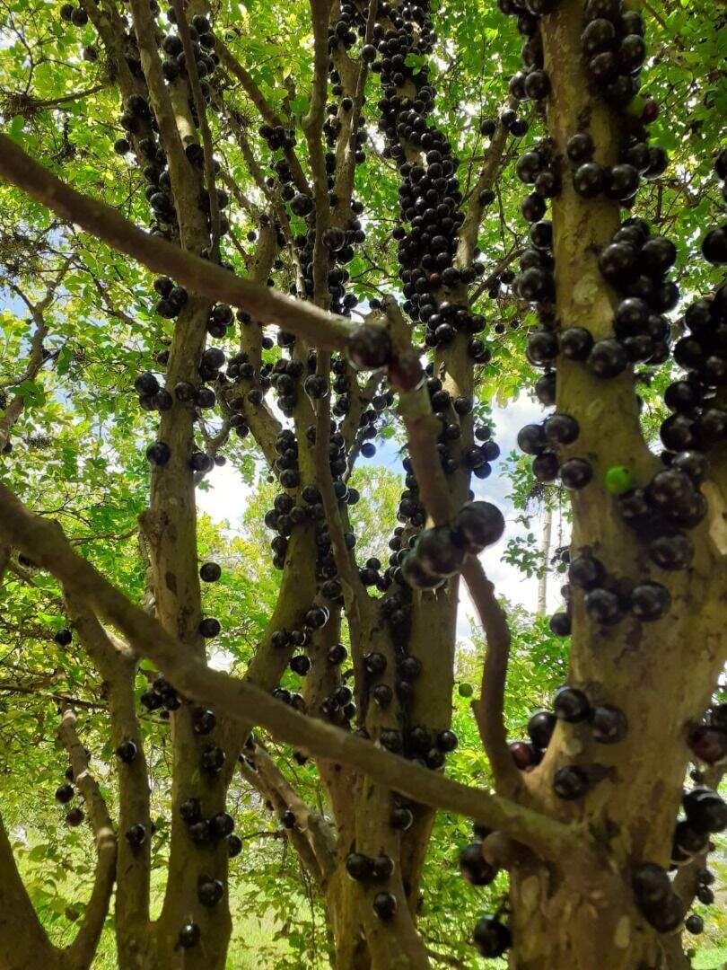 Terreno à venda no Jardim Itapema: 