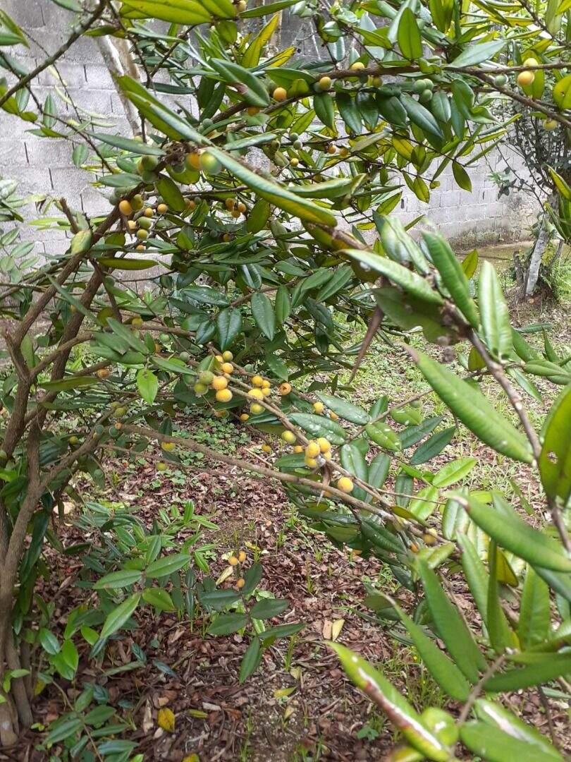 Terreno à venda no Jardim Itapema: 