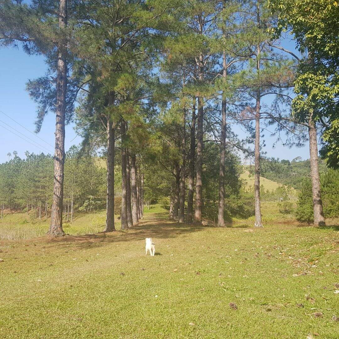 Sítio à venda no Jardim Helena: 