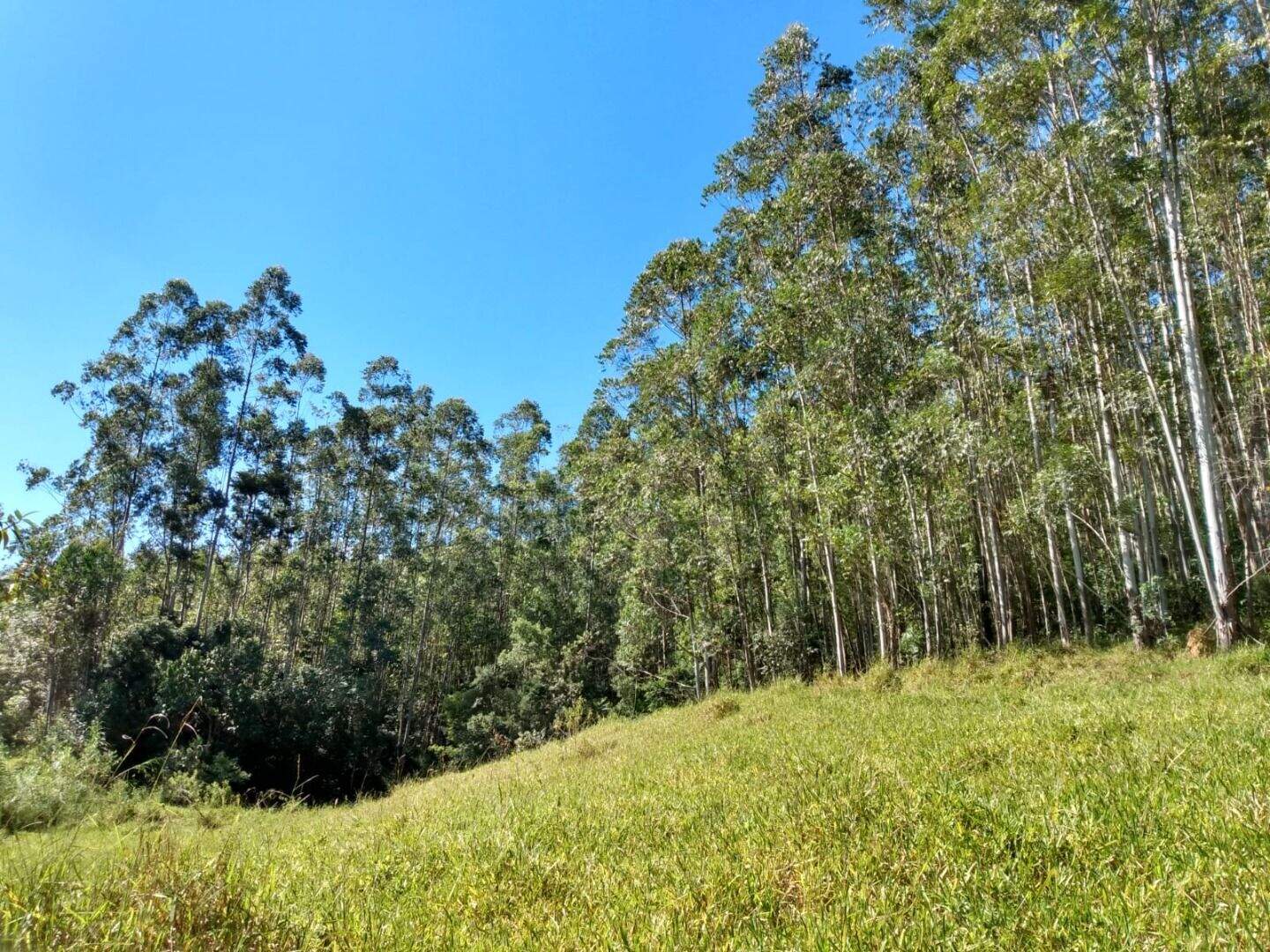 Sítio à venda no Fazenda Paião (Alpes de Guararema): 