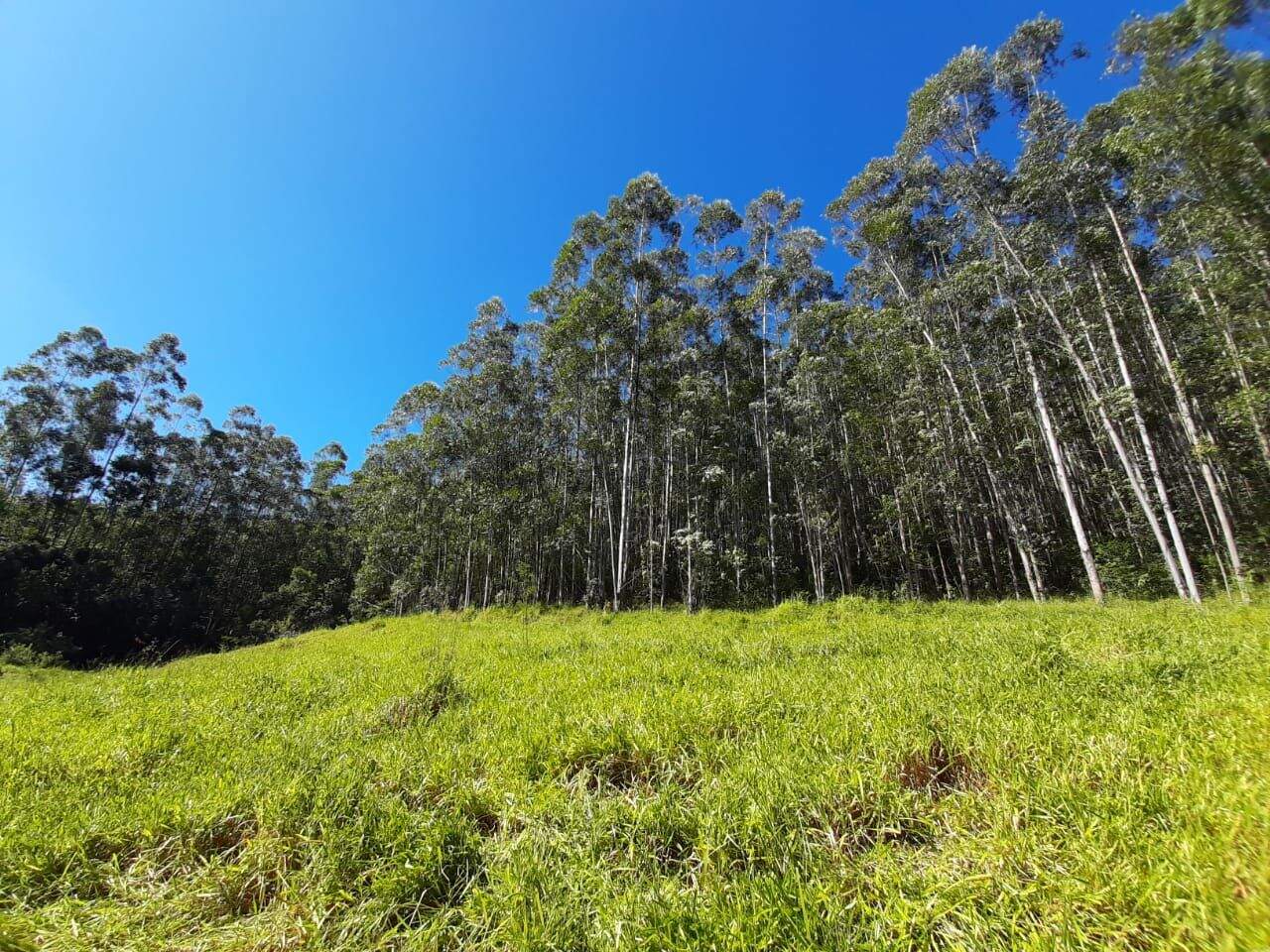 Sítio à venda no Fazenda Paião (Alpes de Guararema): 