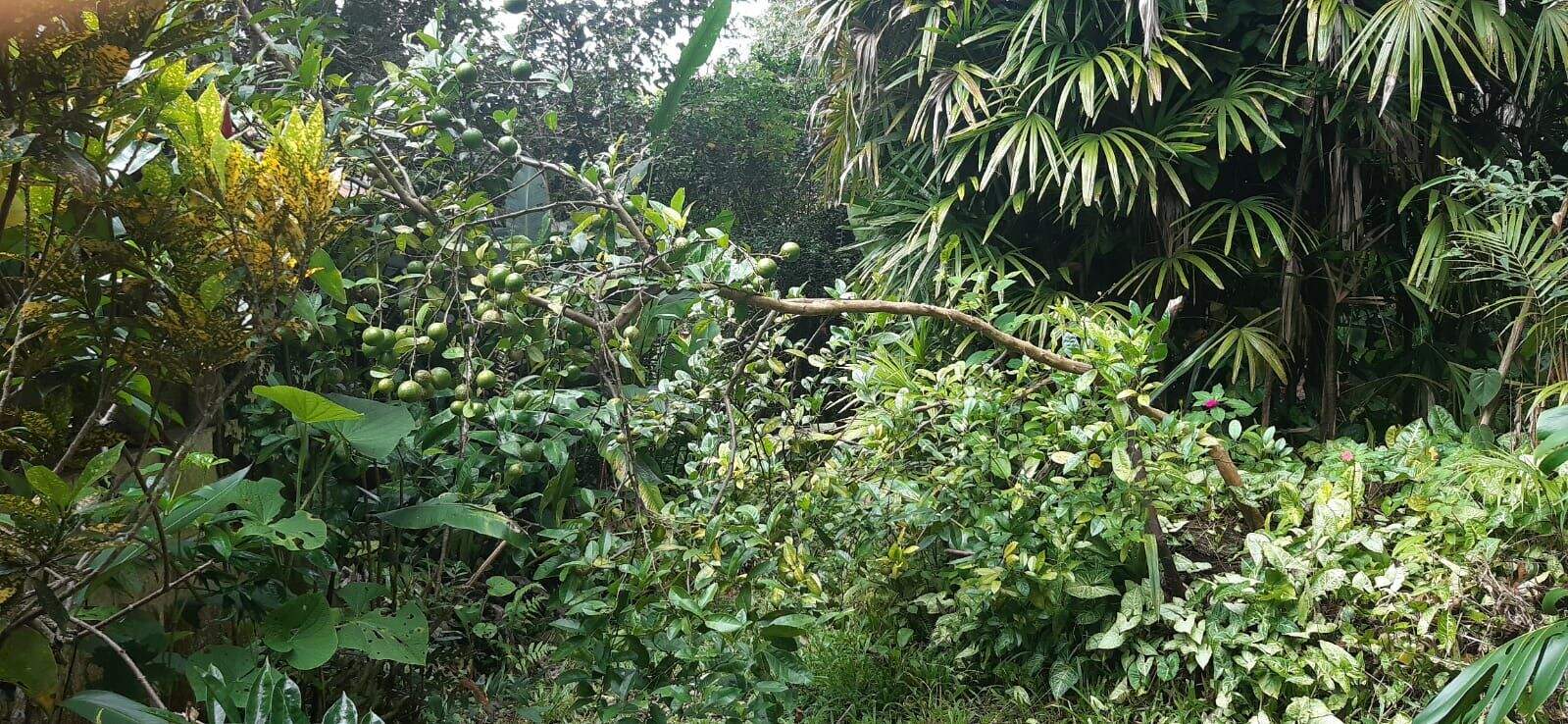 Terreno à venda no Pindorama: 