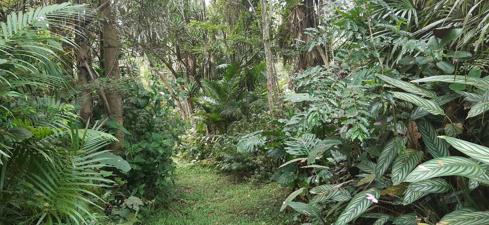 Terreno à venda no Pindorama: 
