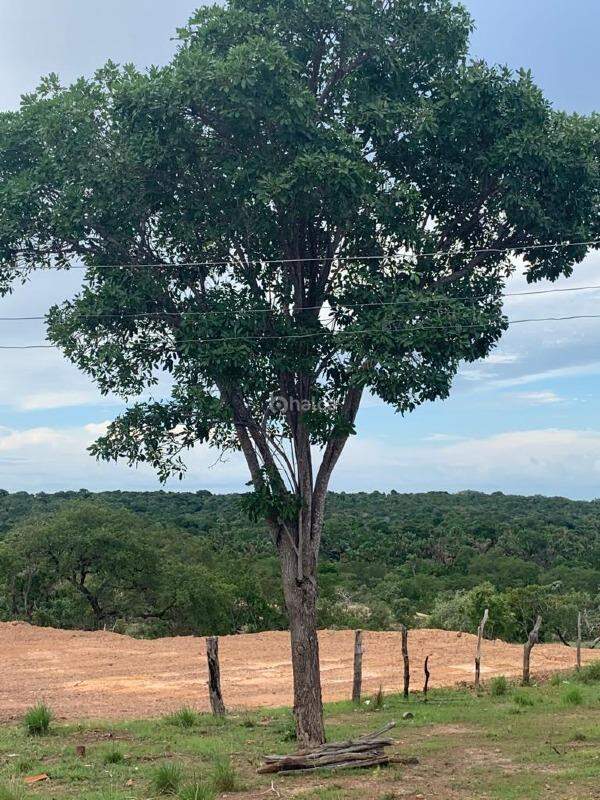 Terreno à venda, 20000m² - Foto 5