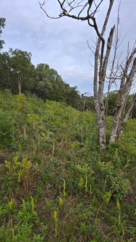 Terreno à venda no Estados: 