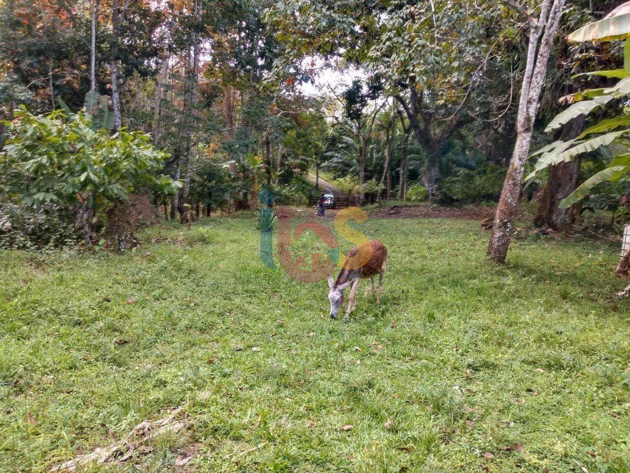 Terreno à venda, 300000m² - Foto 6