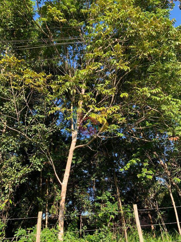 Terreno, 720 m² - Foto 3