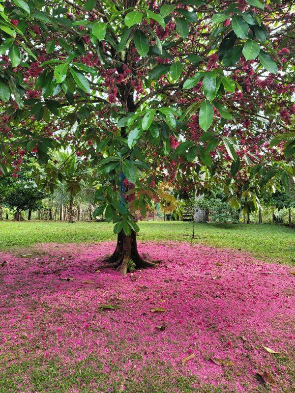 Fazenda à venda com 4 quartos - Foto 18