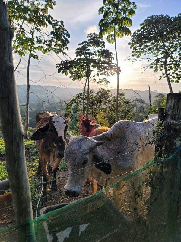 Fazenda à venda com 4 quartos - Foto 19