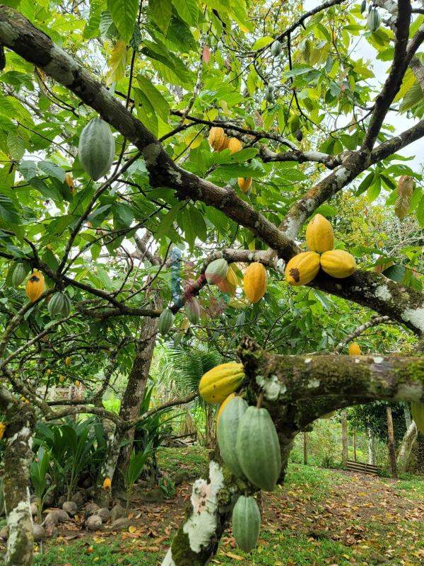 Fazenda à venda com 4 quartos - Foto 16