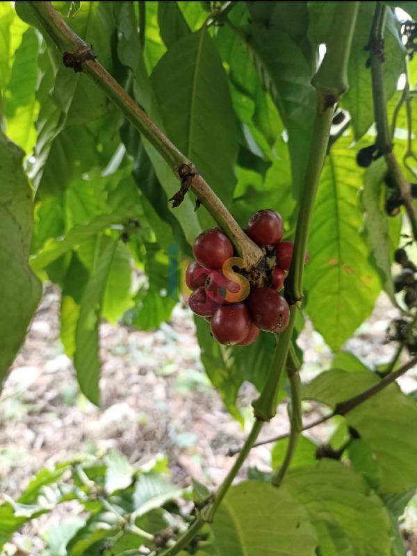 Fazenda à venda - Foto 20