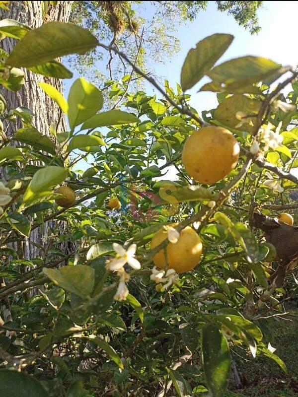 Fazenda à venda - Foto 10