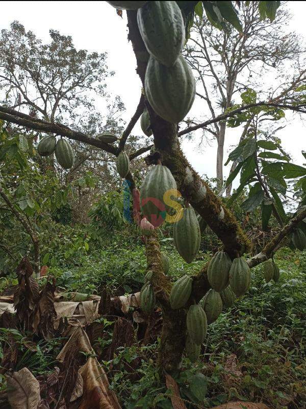 Fazenda à venda - Foto 8